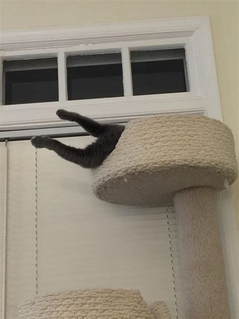 May 15, 2008 · our dharma fiber reactive procion type dye is the dye of choice for all cellulose fibers, like cotton, rayon, hemp, bamboo, tencel, and more. Does this count? My cat, Razzle Dazzle, napping in his ...