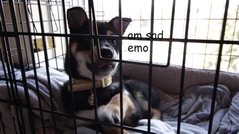 Black Shiba Inu Puppy Vlog 1 Emo Doge Much Sad Youtube