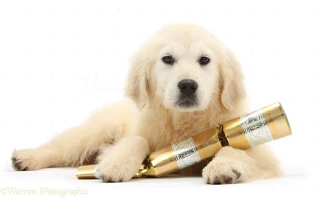 Check spelling or type a new query. 45+ Golden Retriever Christmas Wallpaper on WallpaperSafari