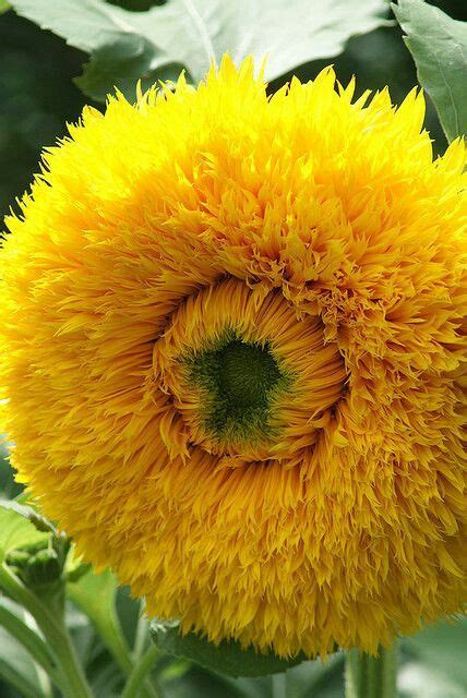 Just Beautiful Yellow Flowerlooks Like Sunflower Flower