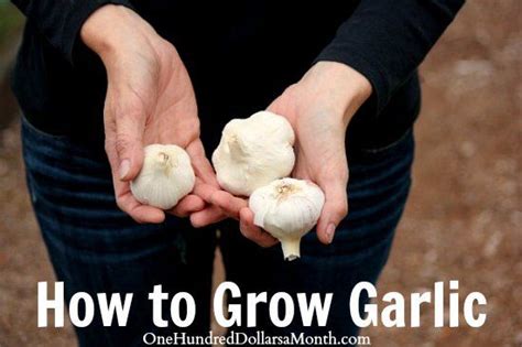 How To Grow Garlic One Hundred Dollars A Month Planting Garlic
