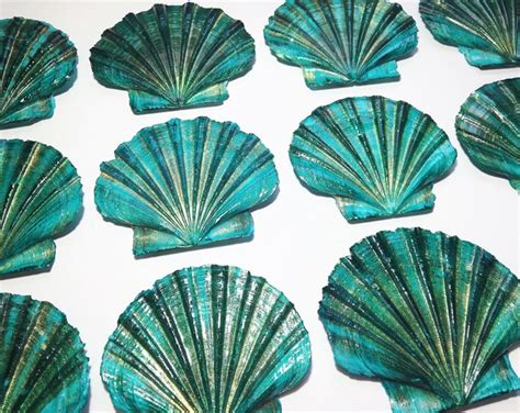 Aqua And Gold Irish Flat Scallop Shells Set Of 8 Craft Shells Etsy