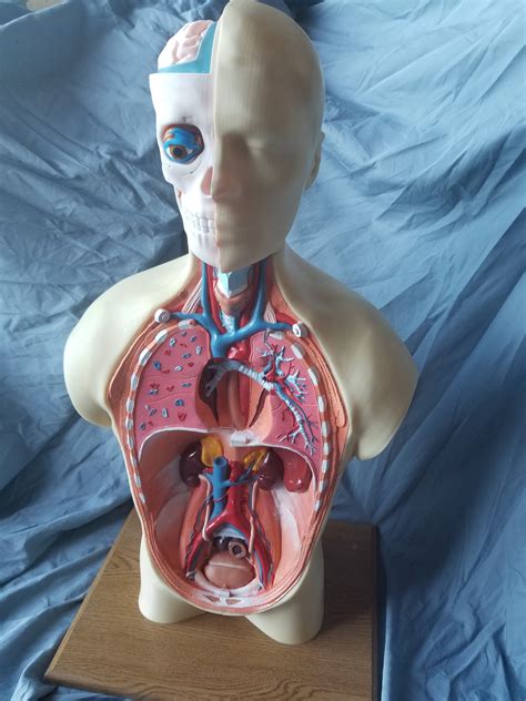 Torso Anatomy Chart Realistic Human Internal Organs D Model Human