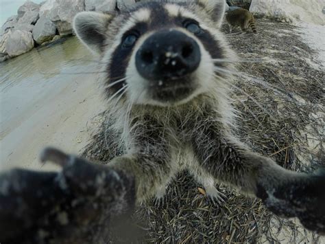 Raccoon Taking Selfies