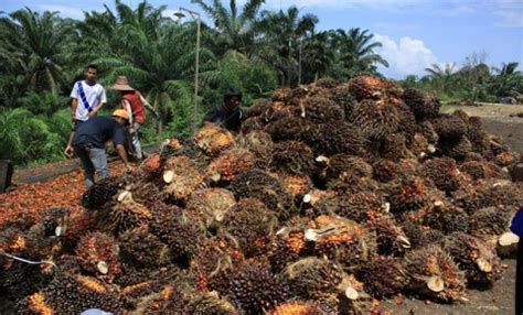 Sementara itu, untuk harga minyak yang menjadi patokan global, minyak mentah berjangka brent untuk pengiriman juni turun us$0,89 dolar atau 4,45 persen menjadi us$19,08 per barel. Harga TBS Sawit Bulan April 2017 Turun