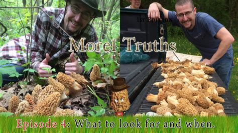 Pin On Growing Morel Mushrooms Other Types