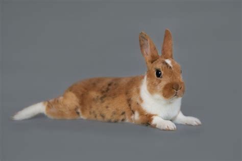 Mini Rex Rabbit Facts Pictures Lifespan Behavior And Care Guide Pet
