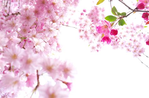 Free Download Sakura Flowers Wallpaper Hd Freetopwallpapercom X For Your Desktop