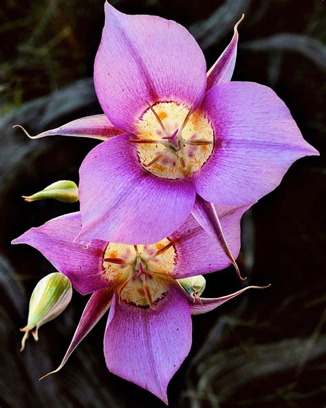 You can see how to get to wildflowers of oregon on our website. Mariposa Lilies in the Central Oregon Desert - Mike Putnam ...