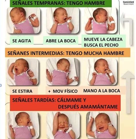 Señales de hambre en el bebé Dra Sandra Liliana Pabón Rivera