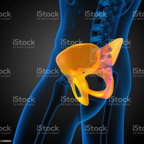3d Medical Illustration Of The Hip Bone Stock Photo Download Image