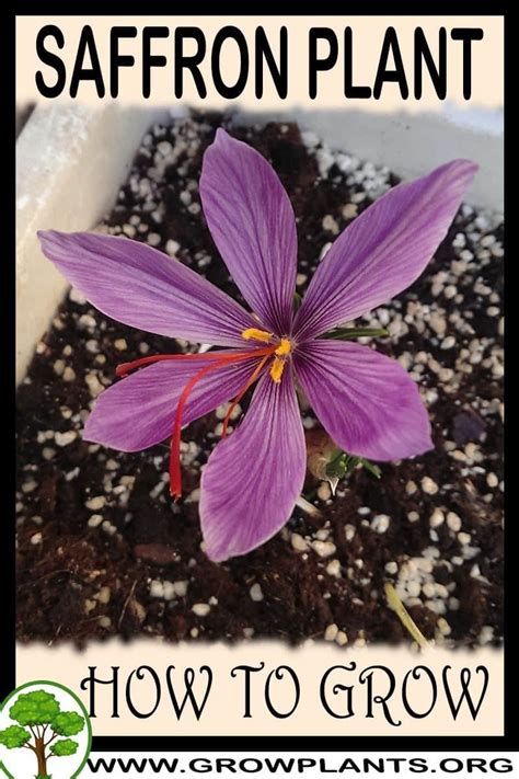 Growing Saffron Plant Learn How To Grow And Harvest This Expansive Spice