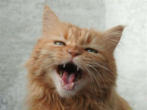 7 Reasons Why Your Cat Keeps Meowing At You Cole And Marmalade