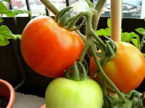 Guide To Growing Early Girl Tomatoes Diy Gardens