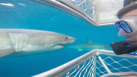 Shark Cage Diving 3rd December 2016 Youtube