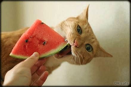 Watermelon eating contest # contest# eating#watermelon. Download Cat Eating Fast Gif | PNG & GIF BASE