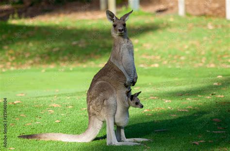 Australia Kangaroo Mother And Cute Joie Baby In Pouch Stock Photo