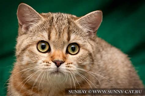19 yy'da, kedi üreticisi olan harrison weir tarafından, bir kedi yarışmasına katılarak, dünyaca tanınmış bir kedi cinsi olmuştur. British Shorthair Ny24 - 81021+ Nama Untuk Kucing Comel ...