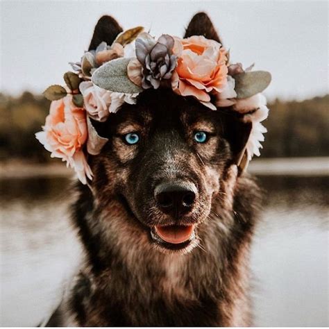 Artist Creates Flower Crowns For Animals And They Look Majestic Artfido