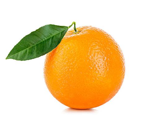 Top 170 Imagen Arbre Fruit Orange Vn