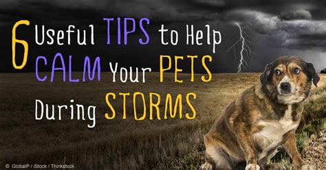 17 Best Images About Tips For Pets During Thunderstorms On Pinterest