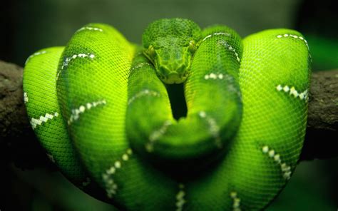 Maybe you would like to learn more about one of these? Tree Snake HD Wallpapers | HD Wallpapers | ID #1046
