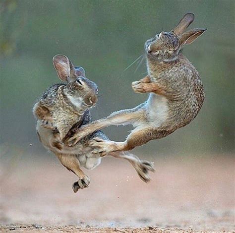 Psbattle Rabbits Kicking Rphotoshopbattles