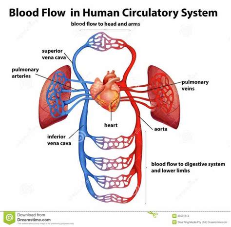 11 Human Blood Flow Diagram Robhosking Diagram