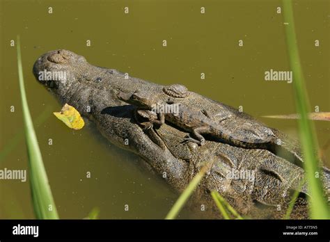 Mother Crocodile Baby Hi Res Stock Photography And Images Alamy