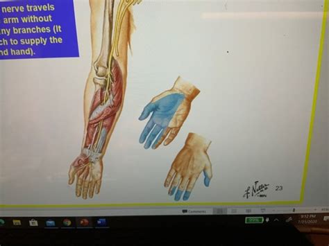 Upper Extremity Flashcards Quizlet