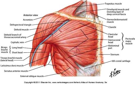 Below are two human body muscle diagrams, showing the front and back of the body. shoulder muscle anatomy - Google Search (With images ...
