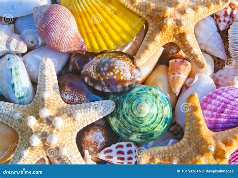 Sea Shells And Starfish Beach Stock Photo Image Of Beach Beautiful
