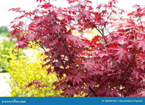 Japanese Fire Bush Acer Palmatum Maple Tree Stock Photo Image Of