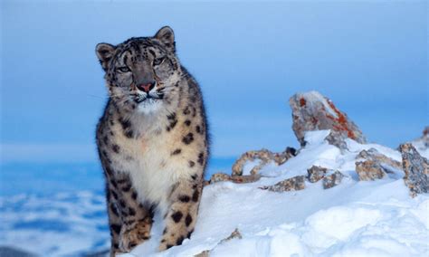 Protecting Snow Leopards In The Face Of Climate Change Stories Wwf