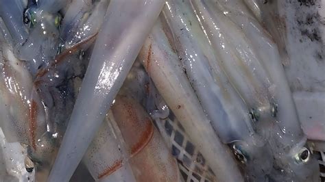 Selain itu, cangkang dalam sotong tersusun. keseruan mancing cumi-cumi,sotong(squid) - YouTube