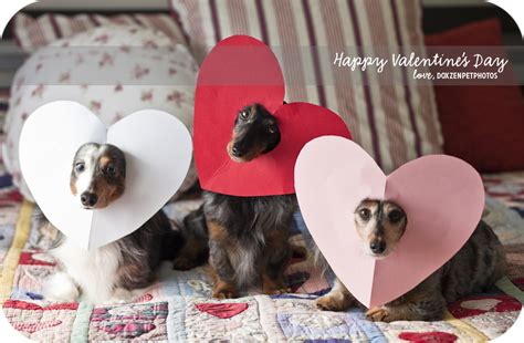 47 Valentines Day Dog Wallpaper Wallpapersafari