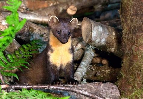 Watch The First Truly Welsh Pine Marten Kits At Play By Their Den