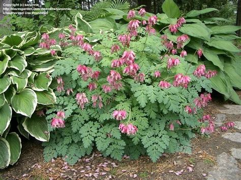 A classic cottage garden staple, bleeding hearts have long been a favorite in perennial gardens. Full size picture of Bleeding Heart 'Luxuriant' ( Dicentra ...