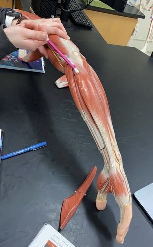 Anatomy Lab 4 Muscles Flashcards Quizlet