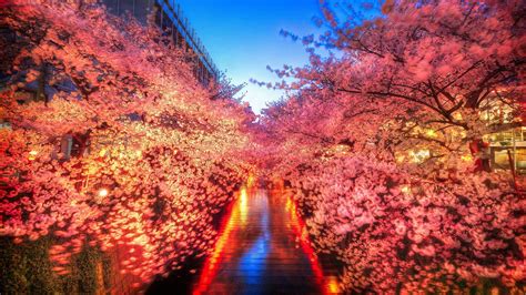 Japan Cherry Blossom Wallpapers Top Free Japan Cherry Blossom