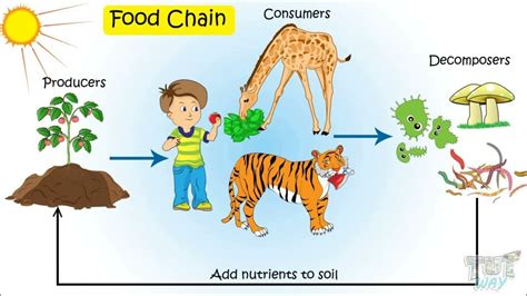 Food Chain Producers Consumers Decomposers Food Chain In Pond