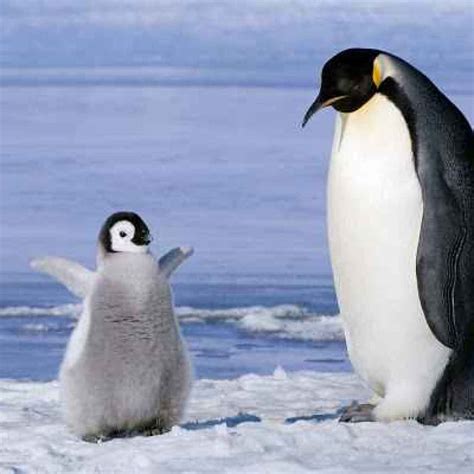 Antartide Estinzione Di Pinguini Imperatori E Iceberg Alla Deriva