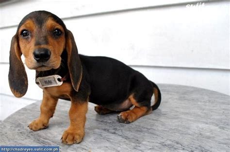Basset Hound Dachshund Mix Puppies For Sale Zoe Fans Blog Mixed