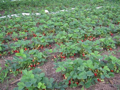 Ways To Grow Strawberries How To Fertilize Strawberries