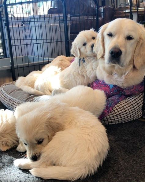 Nicholberry Goldens On Instagram This Mama The Puppies Climb All