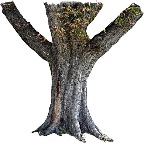 Free Transparent Tree Trunk Download Free Transparent Tree Trunk Png