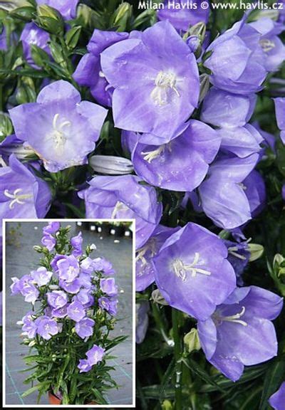 Campanula Persicifolia Takion Blue Zvonek Broskvolistý