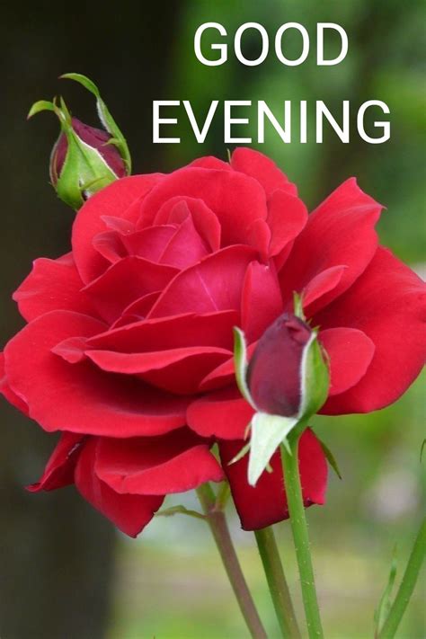 Good Evening Flowers Images Hd