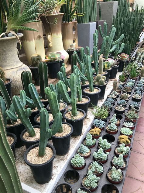 Most varieties in a landscape are planted by design. giant cactus!! | Succulents, Plants