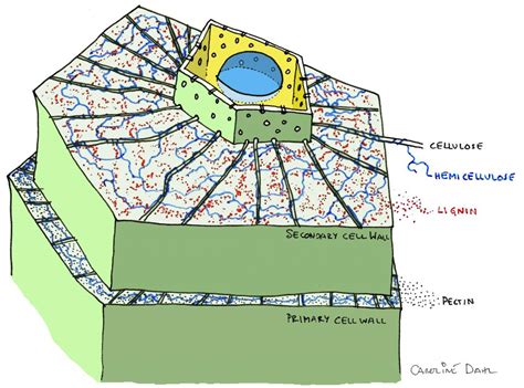 The cell wall of the plant cell is composed of cellulose (carbohydrates), bacterial cell wall contains sugar and amino acid polymer which is known as peptidoglycan while fungal cell wall is composed of chitin, glucans, and proteins. Lecture notes on plant structure (download document it is ...